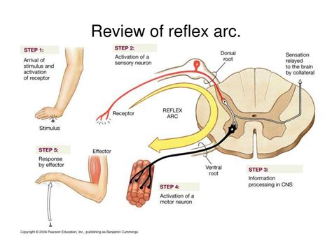 PPT - Review of reflex arc. PowerPoint Presentation - ID:295267