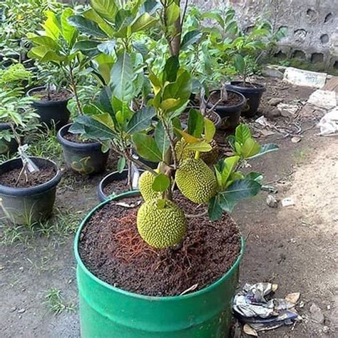 Jual ASLI Bibit Nangka Mini Tanaman Buah Nangka Mini Pohon Nangka Mini