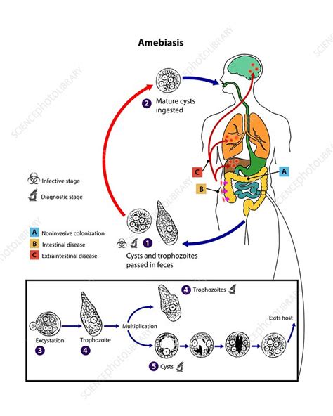 Entamoeba Histolytica Life Cycle Stock Image C0543065 Science Photo Library