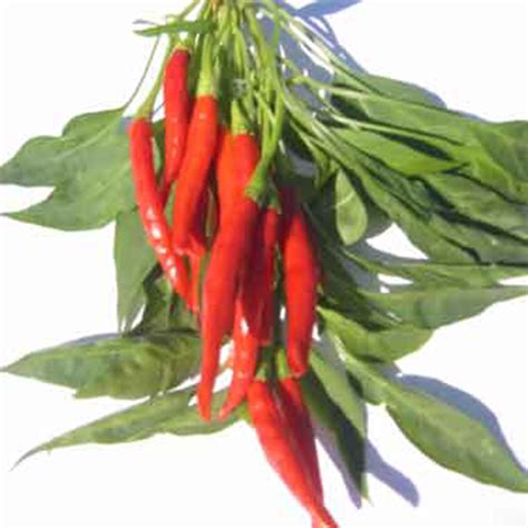 Pepper Seeds Hot Thai Prik Chi Faa 1 Oz 5000 Seeds Non Gmo