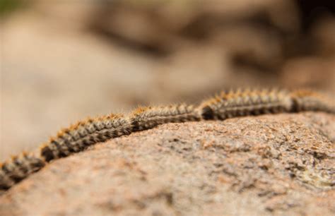 Las Plagas Más Comunes de España Un Análisis Integral Fuminor