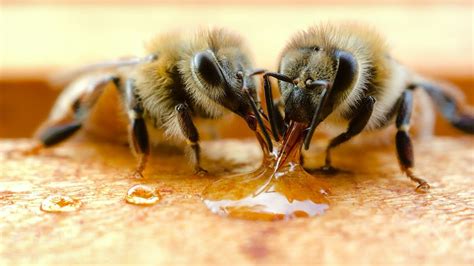 Bees Make Wax Out Of Honey Youtube