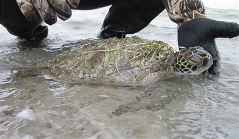 Sea Turtle Without Shell