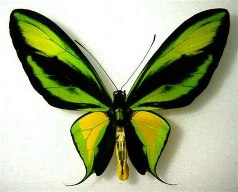 Ornithoptera Paradisea Alchetron The Free Social Encyclopedia