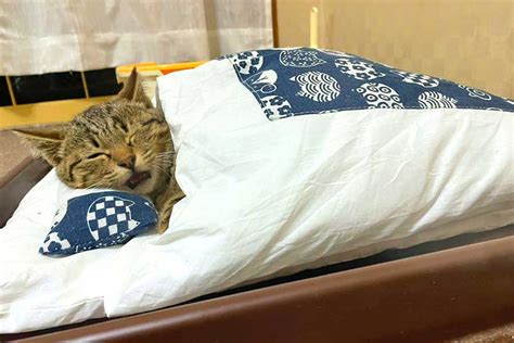 元保護ねこが20日後にはお布団の虜安心しきった寝顔に24万人悶絶 「幸福度max」 Hint Pot