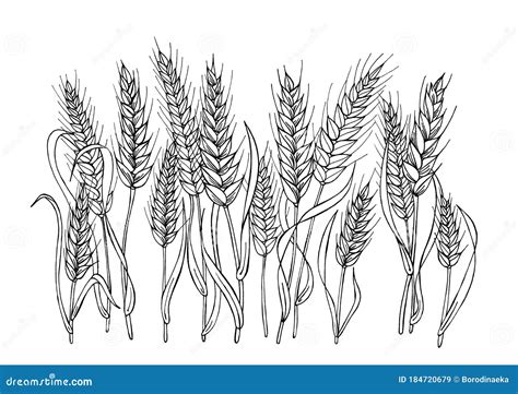 Imagen En Blanco Y Negro De Las Espigas De Trigo Stock de ilustración