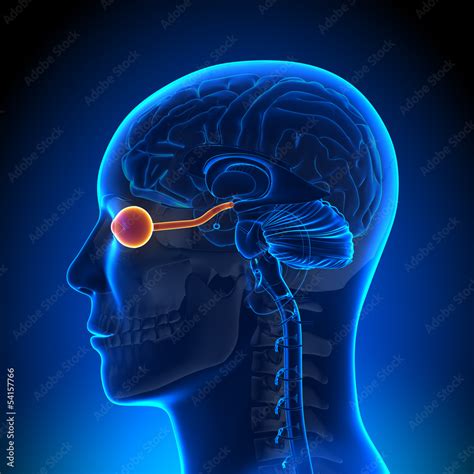 Brain Anatomy - Optical Nerve / Eye Stock Illustration | Adobe Stock