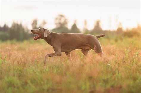 Las mejores razas españolas de perros de caza Blog Caza Chiruca