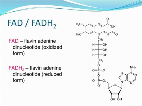 11 Unbelievable Facts About FAD Flavin Adenine Dinucleotide Facts Net