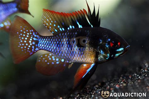 Ram Cichlid Dark Knight Mikrogeophagus Ramirezi Fish Profile Care