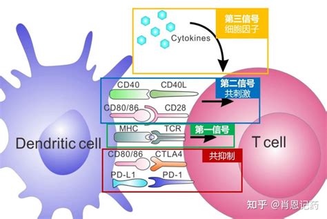 记住所有FDA生物药 免疫检查点CTLA 4抑制剂 伊匹木单抗曲美木单抗 恶性胸膜间皮瘤等实体瘤 知乎