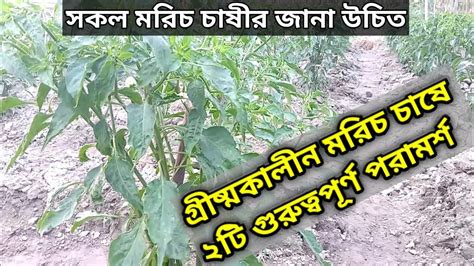 গ্রীষ্মকালীন মরিচ চাষে ২টি গুরুত্বপূর্ণ পরামর্শ মরিচ চাষ পদ্ধতি