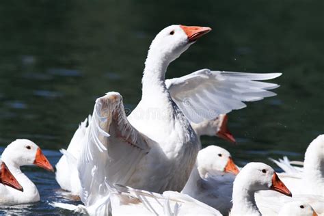 Gansos Blancos Y Patos Que Nadan En El Agua Azul En Verano Imagen De