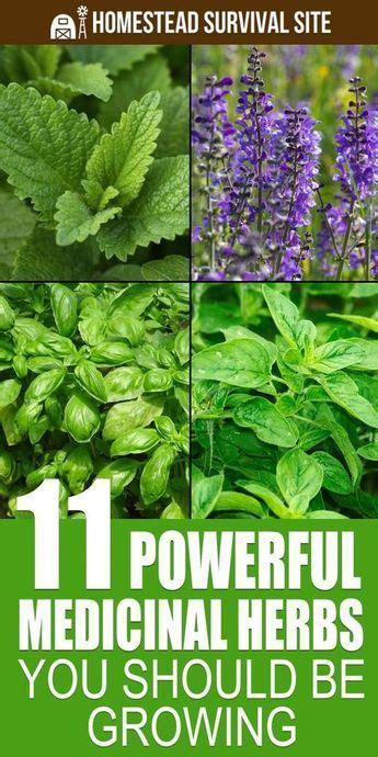 15 Powerful Medicinal Herbs You Should Grow Artofit