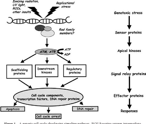 Figure 1 From Cell Cycle Checkpoint Signaling Through The ATM And ATR