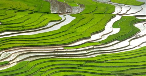 Rice Field · Free Stock Photo