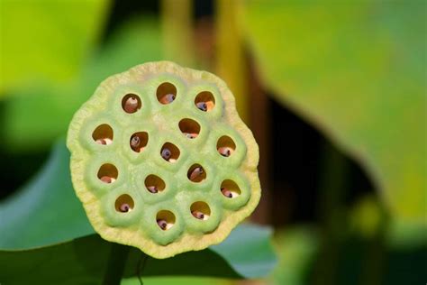 Trypophobia: definition, pronunciation, causes, symptoms, test ...