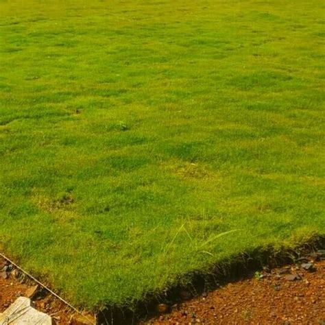 For Garden Nilgiri Carpet Grass At Rs 15 Square Feet In New Delhi ID