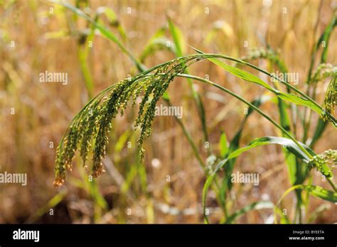 Panicum miliaceum fotografías e imágenes de alta resolución Alamy