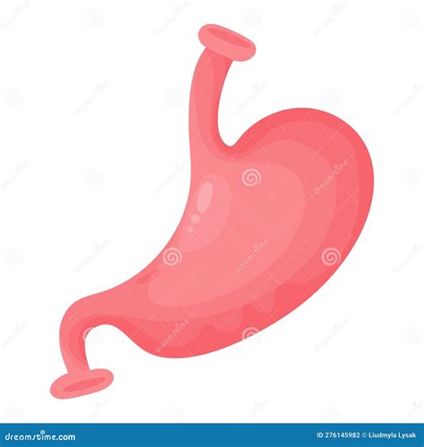 Stomach Human Organ Of Gastrointestinal Tract Vector Illustration In