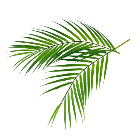 Palm Leaf Zweigs Textur Photosy Palmenbl Tter Pflanze Stillleben Png