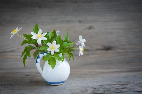 Gratis billeder blomst plante hvid kronblad vase grøn gul