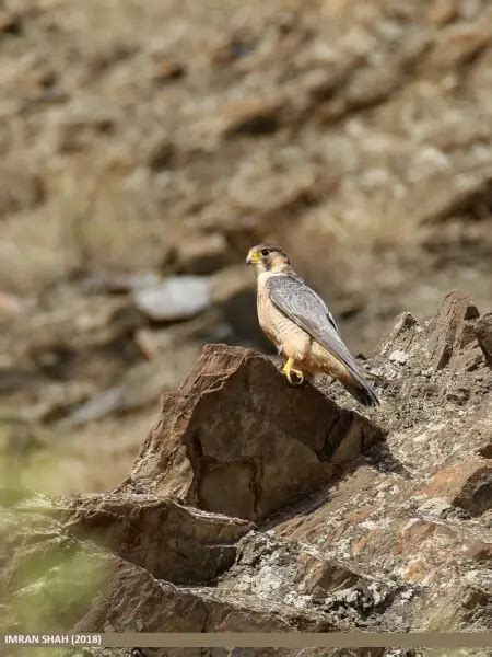 Falco peregrinus pelegrinoides Animalia bio의 사실 다이어트 서식지 및 사진