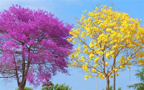 Ipês que embelezam a paisagem pintam nosso coração de rosa amarelo O