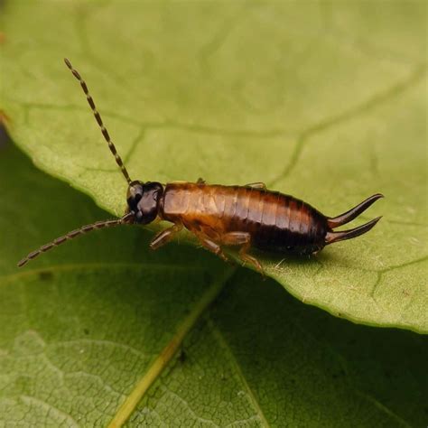 Earwig Life Cycle - Egg, Baby, and Adult Earwig Stages