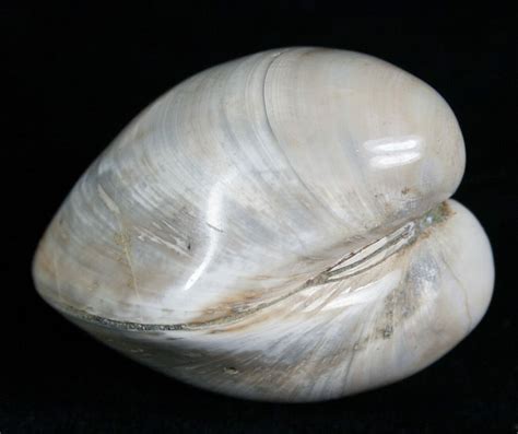 Polished Fossil Clam - Large Size For Sale (#5204) - FossilEra.com