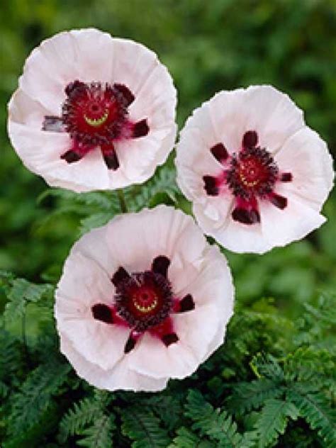 Weißer Staudenmohn Perrys White Papaver orientale Perrys White