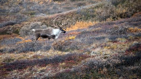 Denali National Park Wildlife: How to Spot Them All - Getaway Couple