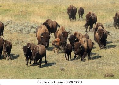 321 Charging bison Stock Photos, Images & Photography | Shutterstock