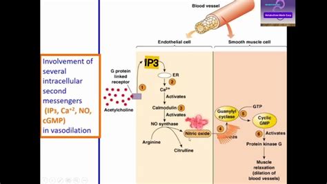 Vasodilation Role Of No And Cgmp Metabolism Made Easy Youtube