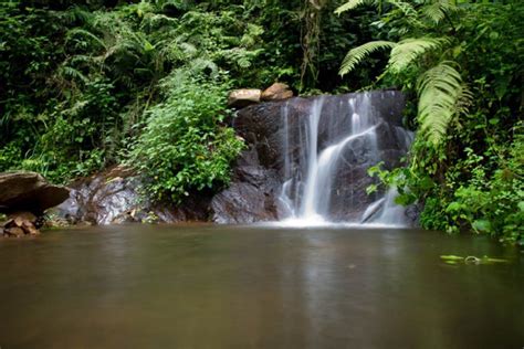 Nyungwe Forest National Park Campers Quest Uganda Safaris Uganda