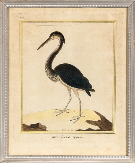 Françoise Nicolas Martinet BIRD STUDIES MutualArt