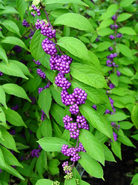 purple plants  berries