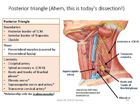 Muscles Forming Floor Of Posterior Triangle Viewfloor Co