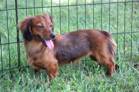 AKC Mini Dachshunds Texas Country Dachshunds