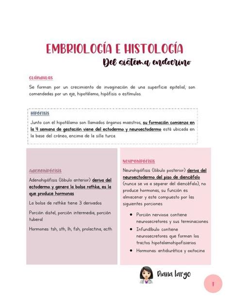 Embriolog A E Histolog A Del Sistema Endocrino Diana Largo Udocz