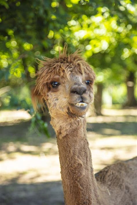 Beautiful South American Alpacas In A Free Range Stock Image Image Of