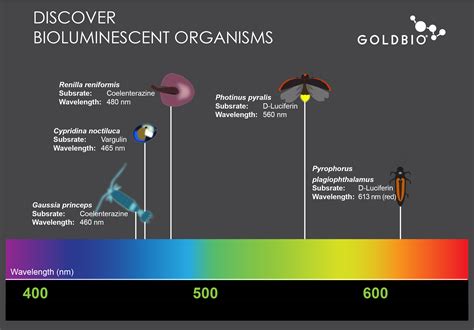 Everything About Luciferin And Luciferase Goldbio