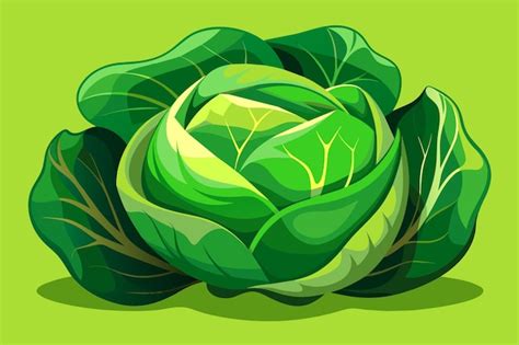 Premium Vector Cabbage Vegetable Background