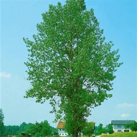 Populus Canadensis Robusta Kanadische Holzpappel Robusta