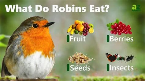 What Do Robins Eat A Z Animals