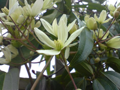 Clematis armandii (Evergreen Clematis) - World of Flowering Plants