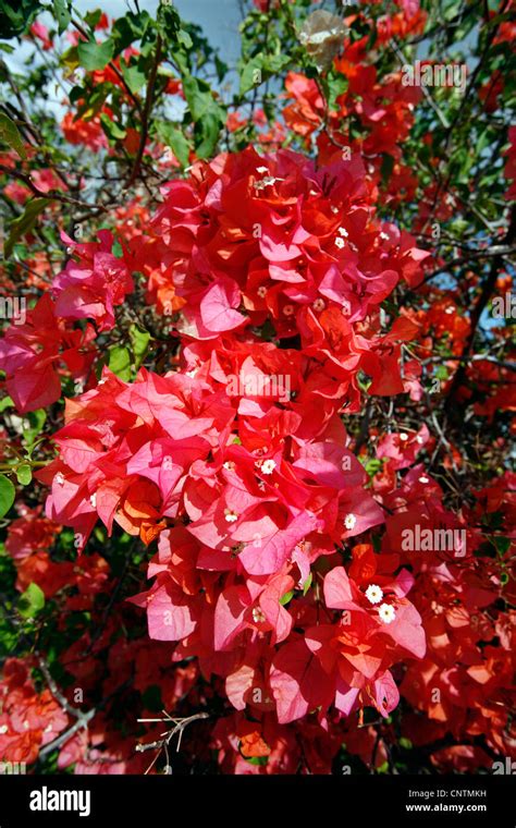 Dominican Republic Flower Plant Hi Res Stock Photography And Images Alamy