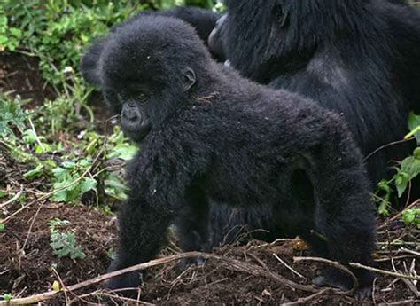 3 Days Gorilla Safari Uganda Safari Vacations And Travel Services 3 Days Gorilla Safari Uganda