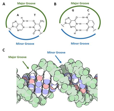 Chapter 4 Dna Rna And The Human Genome Chemistry