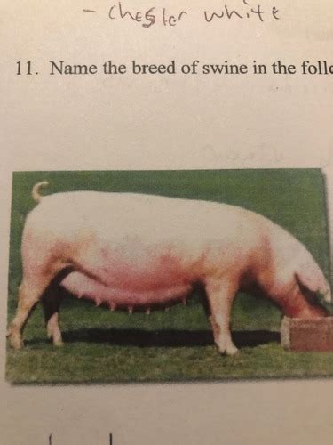 Swine Production Flashcards Quizlet